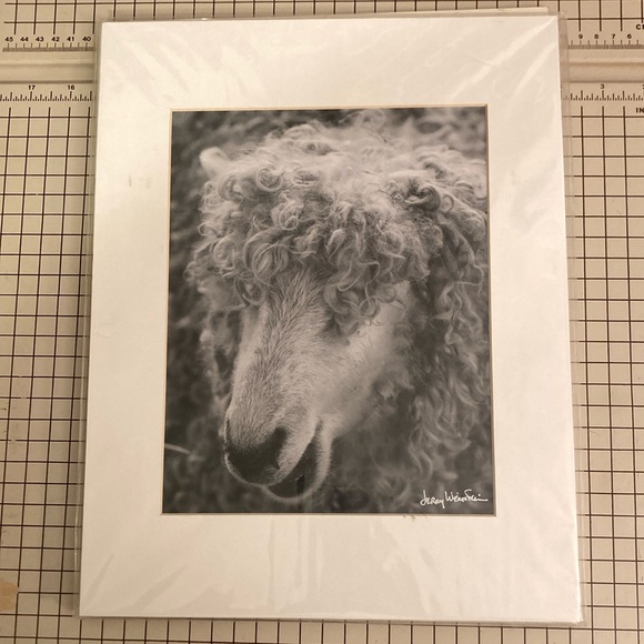 Sheep Photo ; Professionally photographed and matted 11x14 - Picture 2 of 4